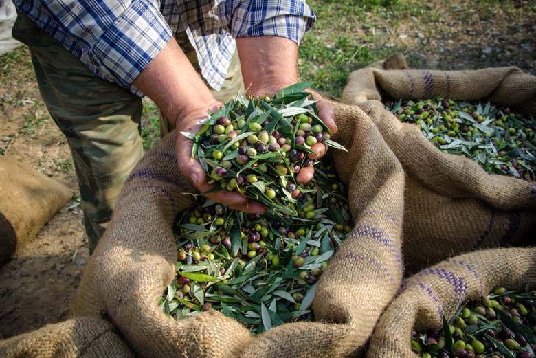 Learn about the olive-production process