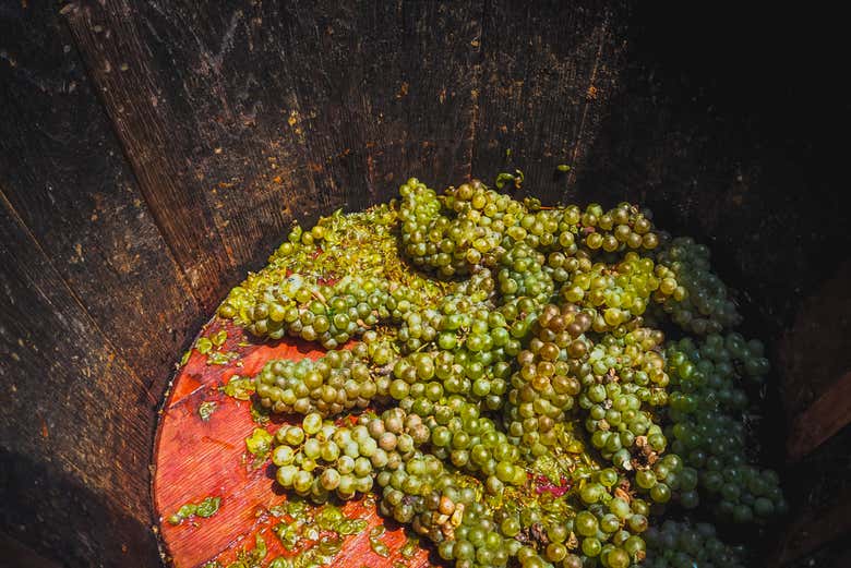 Uvas preparadas en el lagar para ser pisadas