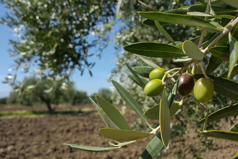 Immerse yourself in Mediterranean culture