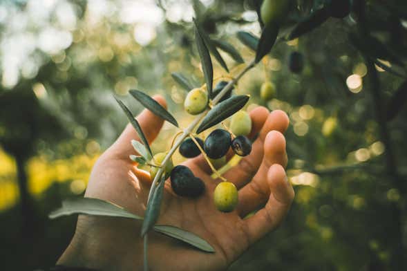 Cadenet Olive Picking
