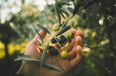 Colheita de azeitonas em Cadenet