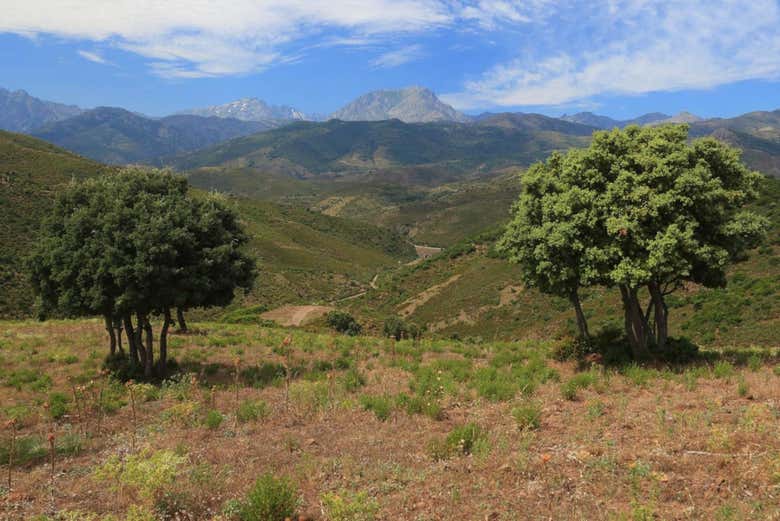 Nature in Asco Valley