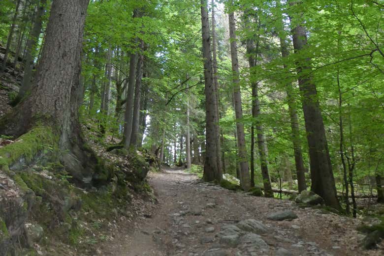 Atravesaremos un precioso bosque alpino