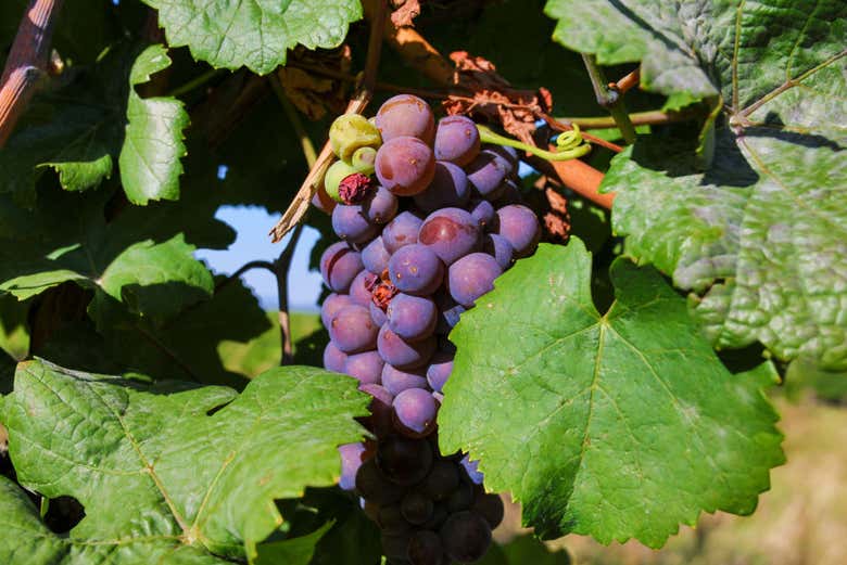 Uva dell'Alsazia