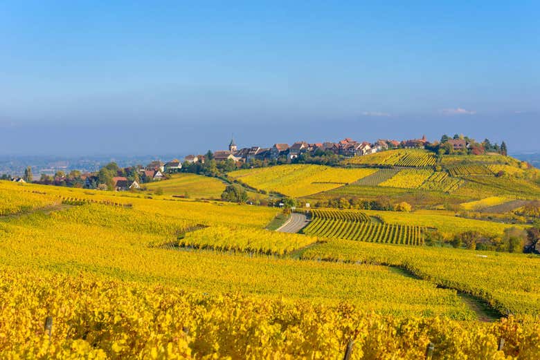 Alsace vineyards with Riquewihr in the distance
