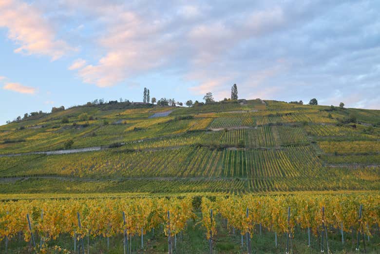 Paysage viticole en Alsace