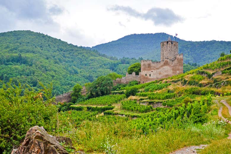 Viñedos junto al castillo de Kaysersberg