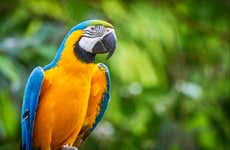 Ingresso do Parrot World