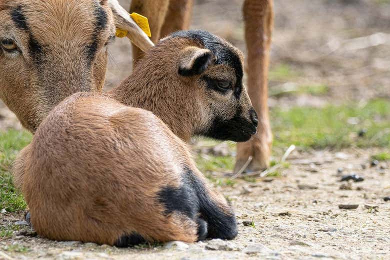 Veréis distintas especies de mamíferos
