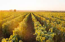Dégustation de vins de Bourgogne en petit groupe