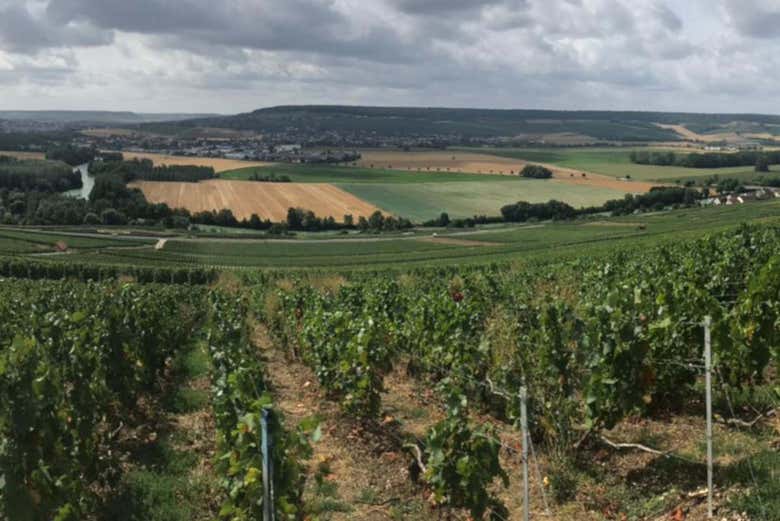 Panorâmica dos vinhedos