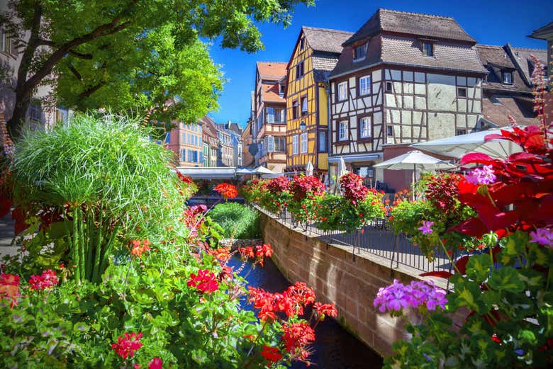 Flores en Colmar