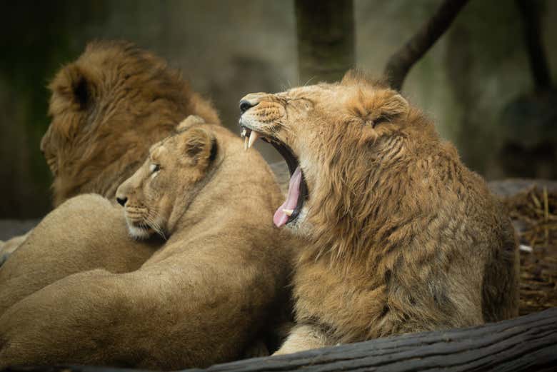 Leones en el zoo de Mulhouse