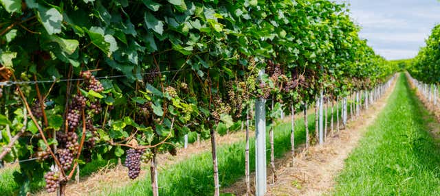 Ruta del vino por Alsacia