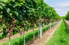 Ruta del vino por Alsacia