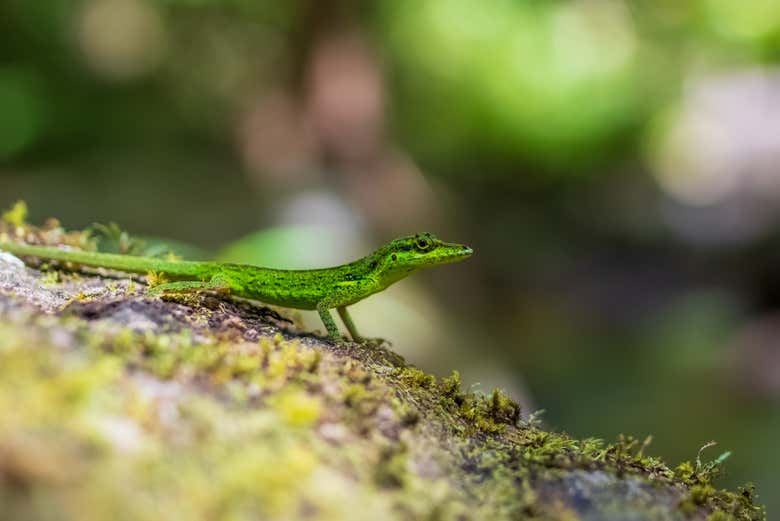 Discovering the local wildlife at Fonds Saint Denis