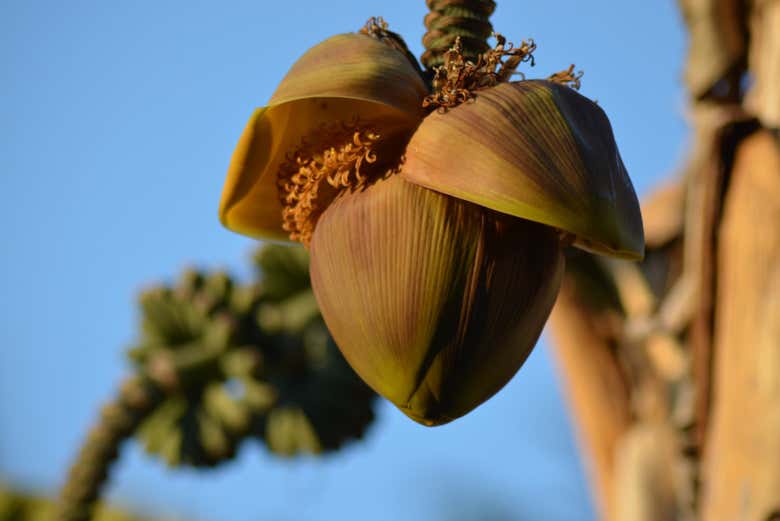 Visiting a banana plantation