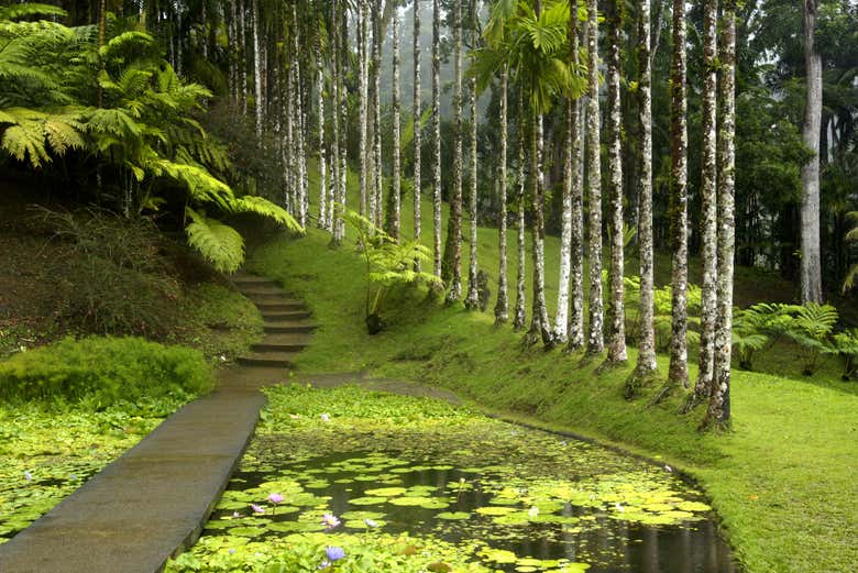 Découvrez les plantes tropicales du jardin botanique de Balata
