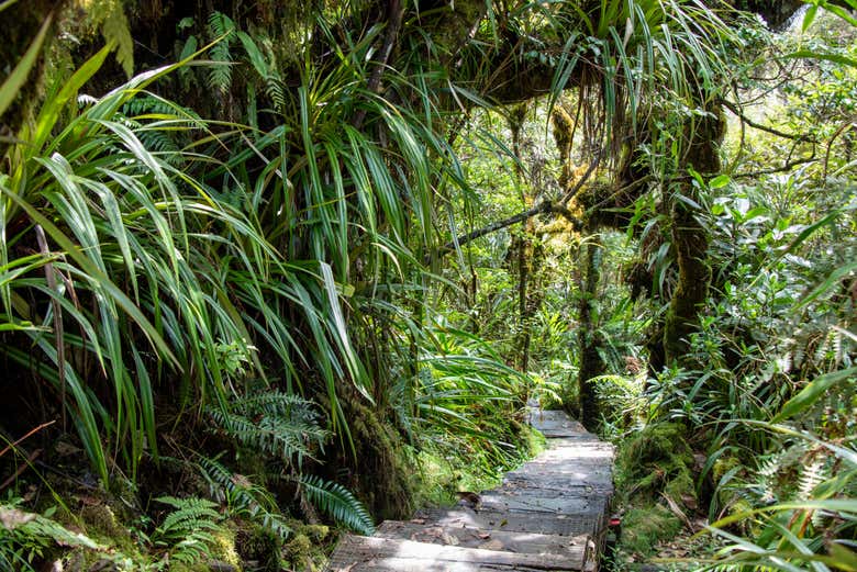 Admirez la nature sauvage de l'île de La Réunion