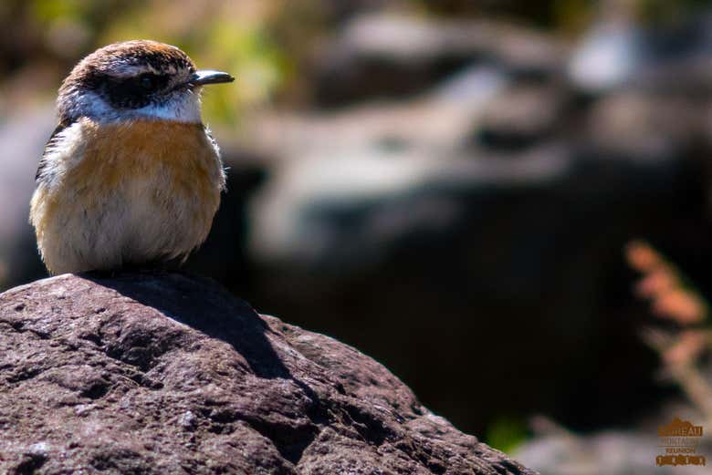Petit oiseau de La Chapelle de Cilaos 