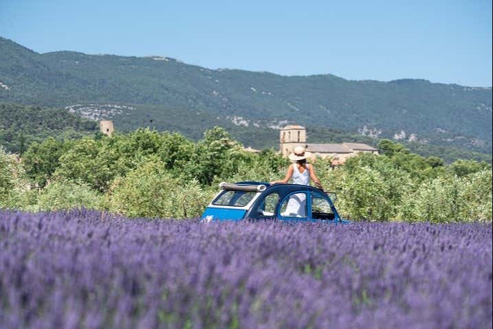 Exploring Provence's lavender fields