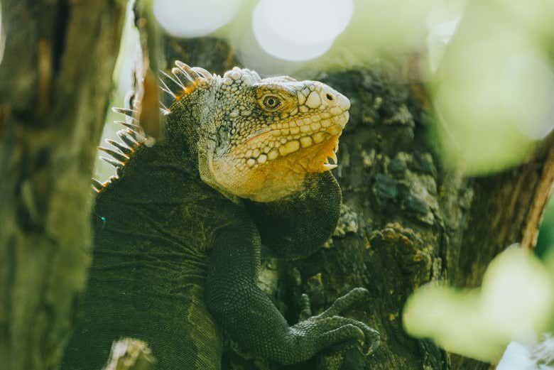 Iguana del islote Chancel