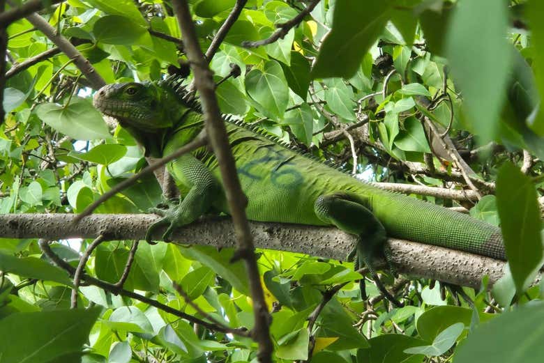 Iguane vert