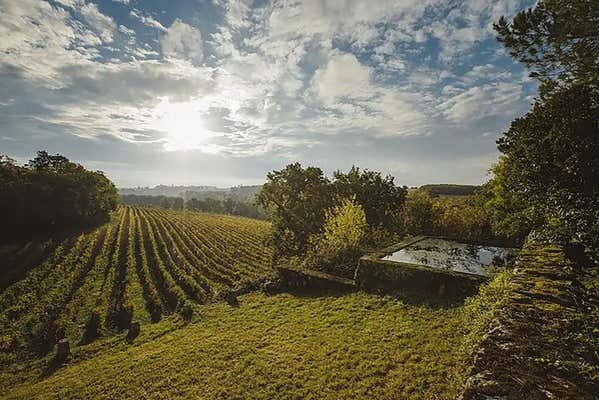 Viñedos de la bodega Château Arton