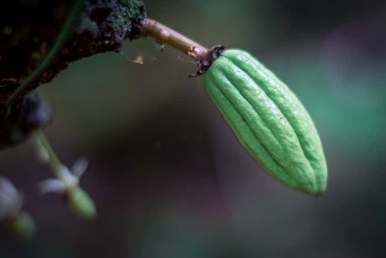 Visiting a cocoa plantation