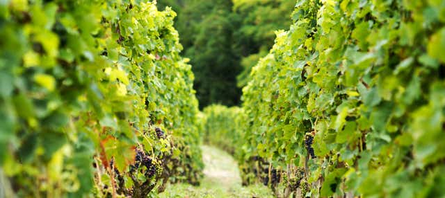 Dégustation de vins et de fromages de la Vallée du Rhône