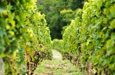 Dégustation de vins et de fromages de la Vallée du Rhône