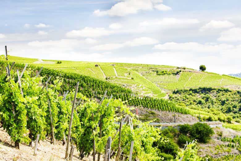 Zona vitivinícola de Côte-Rôtie
