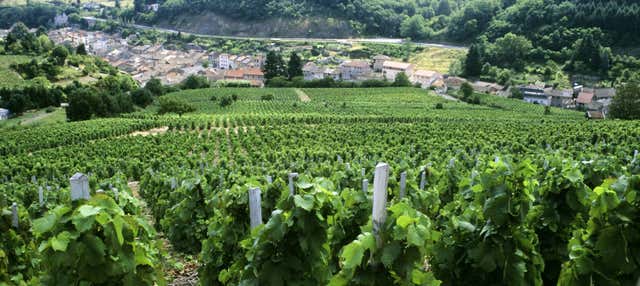 Tour de vinhedos e adegas no vale do Ródano
