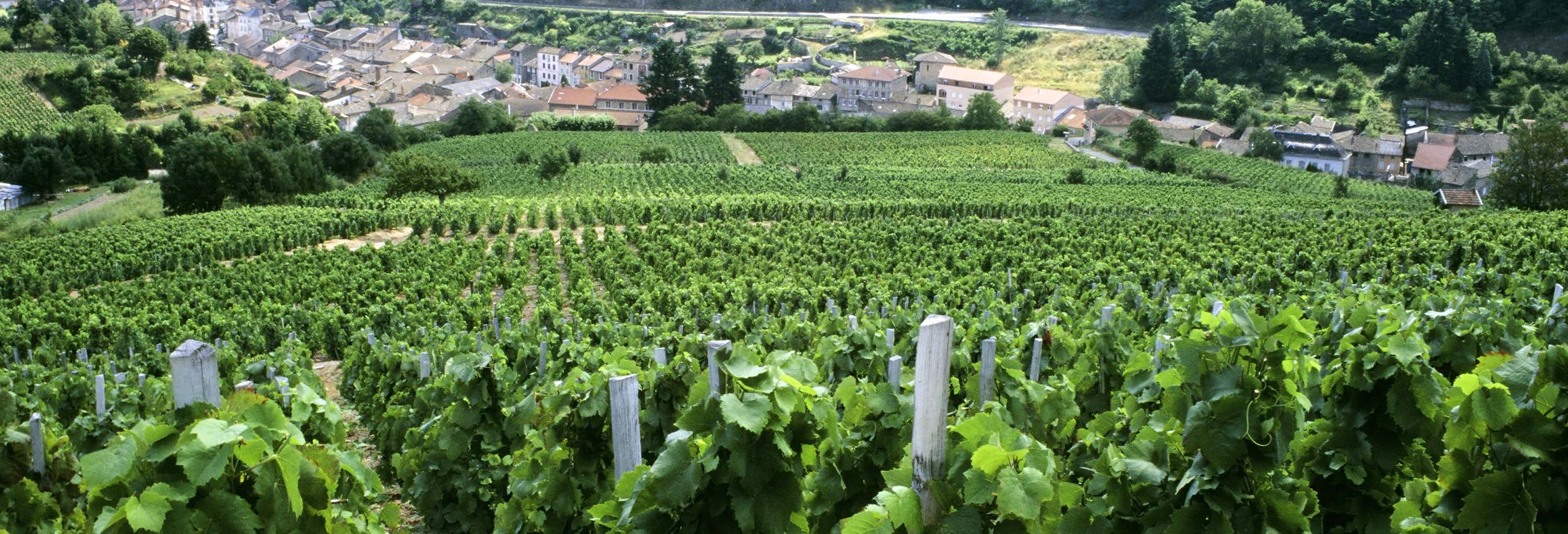 Gastronomía y enoturismo en Lyon