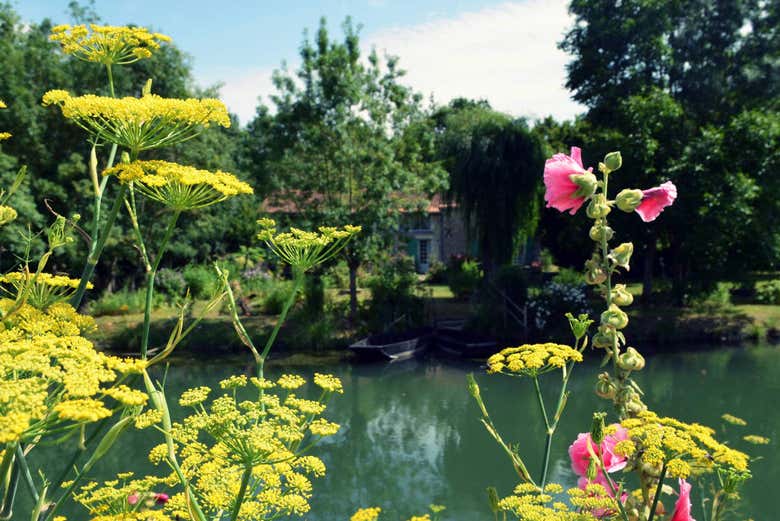 Flowers in the Marais Poitevin marshland