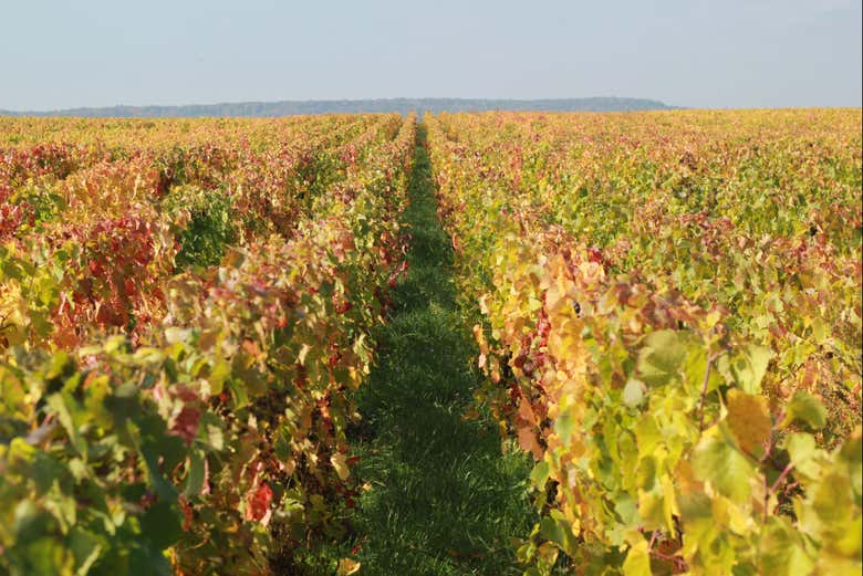 Visiteremo i vigneti della cantina