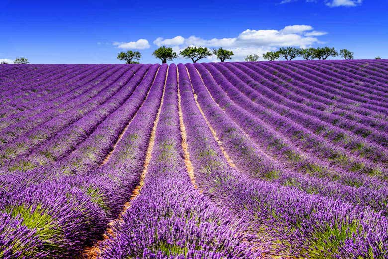 Tierras violetas de Sault