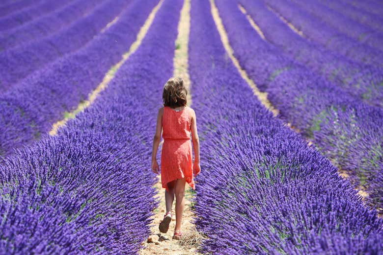 Campos de lavanda de Sault 