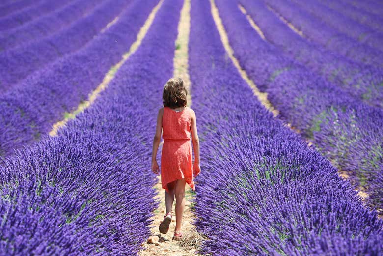 Campi di lavanda di Sault 