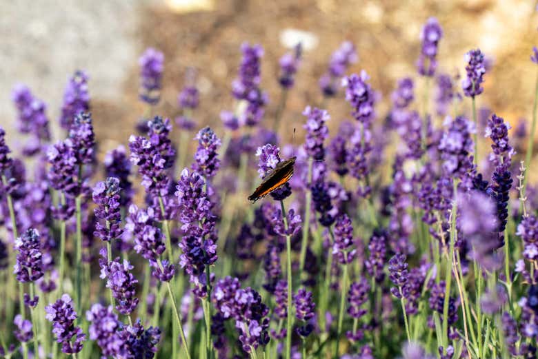 Flor de lavanda