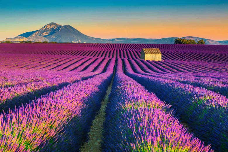 Les champs mauves de Valensole 