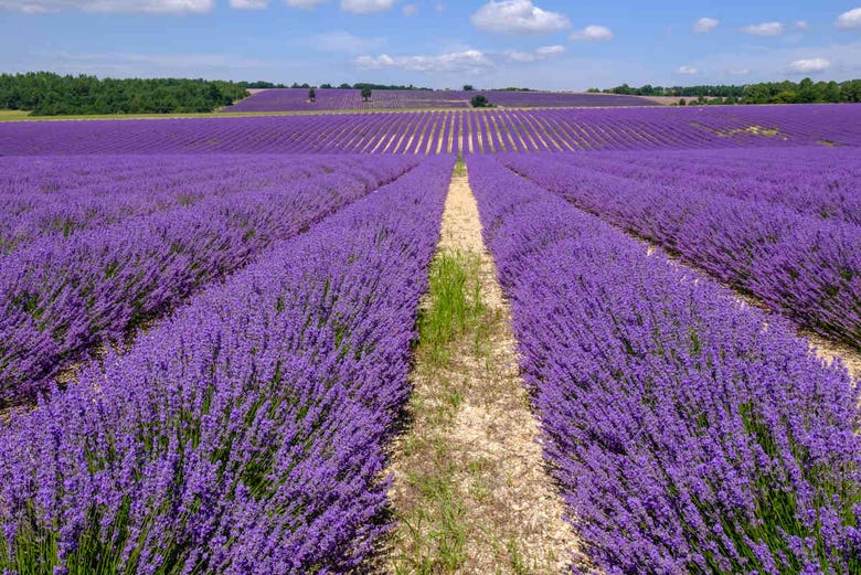 Lavender fields tour