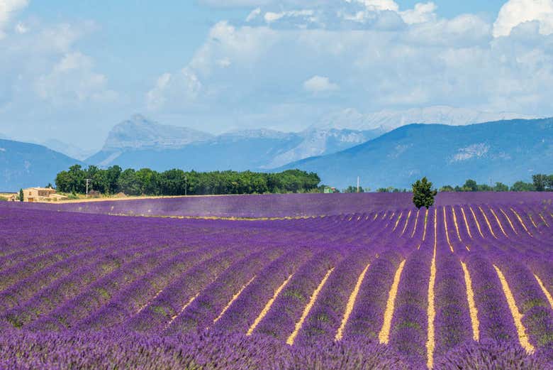 Lavanda