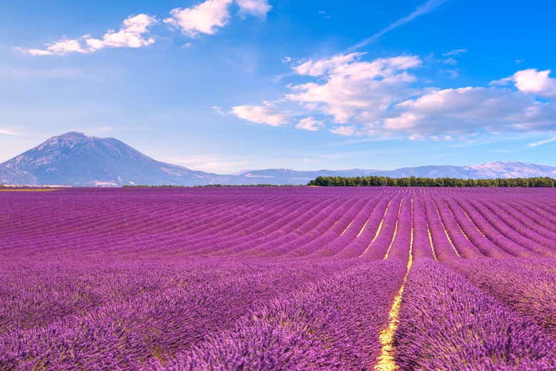 Campi di lavanda