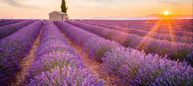 Tour de la lavanda por Aix-en-Provence y Valensole