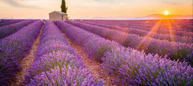 Excursión a los campos de lavanda de Valensole y Moustiers-Sainte-Marie