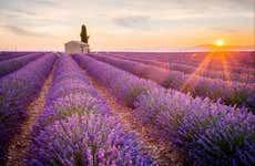 Provence Lavender Fields Tour from Marseille