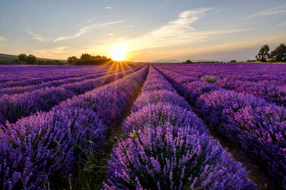 Tour della lavanda a Sault