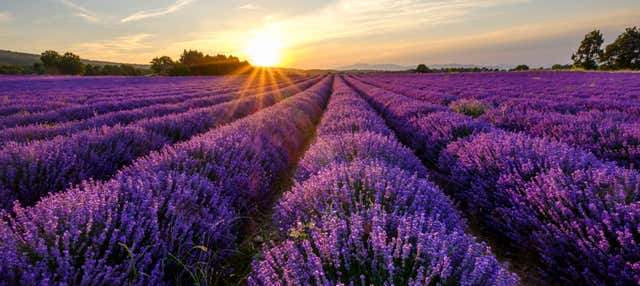 Tour de la lavanda por Sault