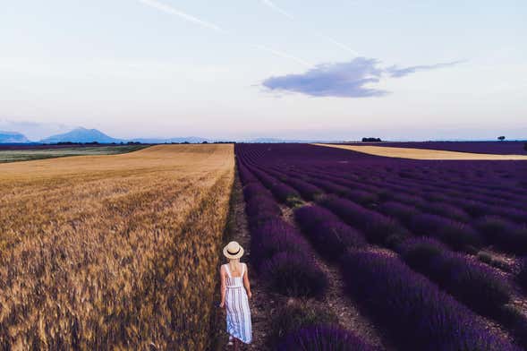 Visite à la découverte de la lavande à Valensole